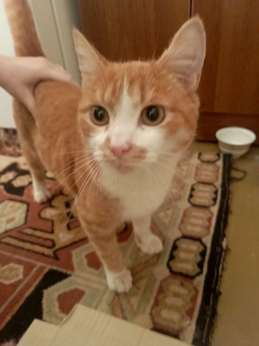 Отдам кота в хорошие руки