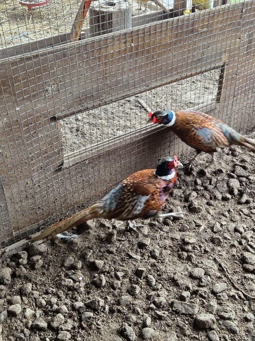 Продавам мъжки фазани