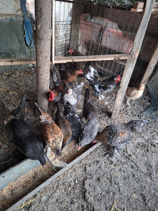 Vând americani in Iași