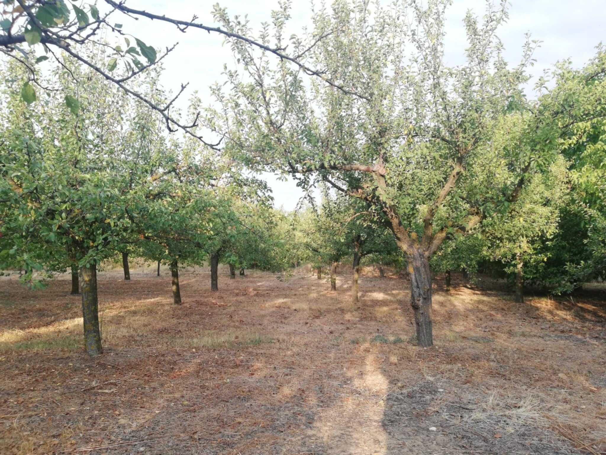 Продавам дворно място / овощна градина в с. Калипетрово
