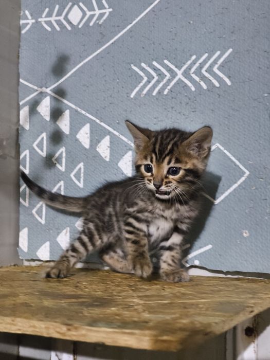 Bengal rasa pura