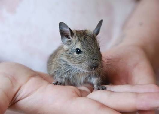 дегу без плащане