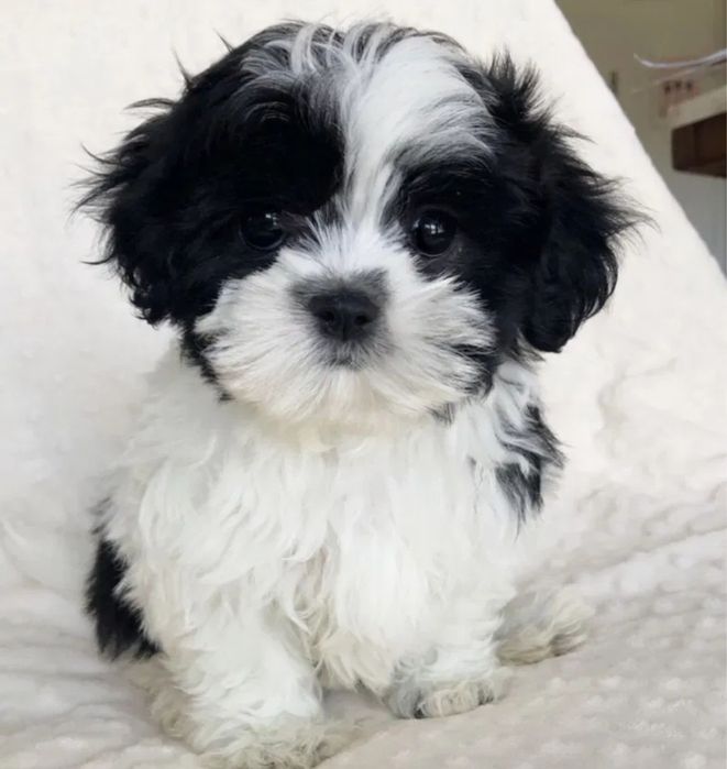 Bichon  havanez fetiță 550 lei