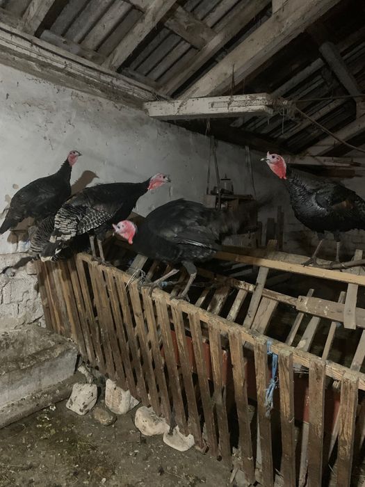 Vand curcani si curci  romanesti  .