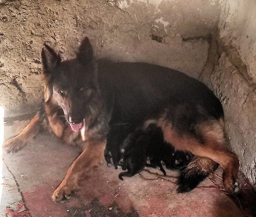 Sotiladi toza qon nemis ovcharkasi ayiq kalla