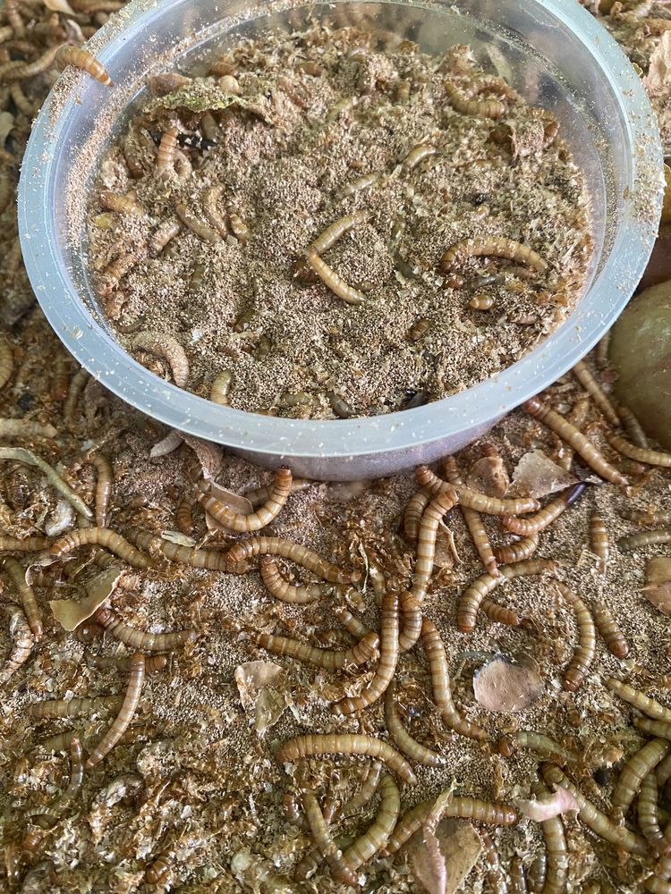 Viermi de faina MEALWORMS