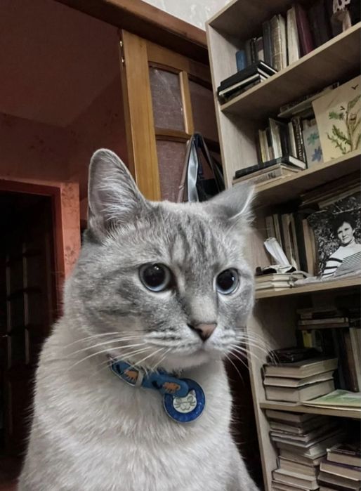 Отдам кота в хорошие руки.