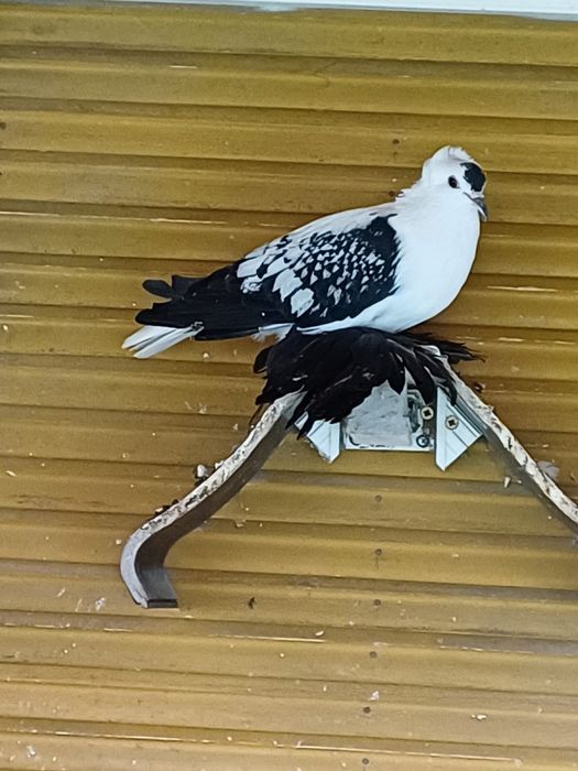 Randunele sacxonia de vanzare