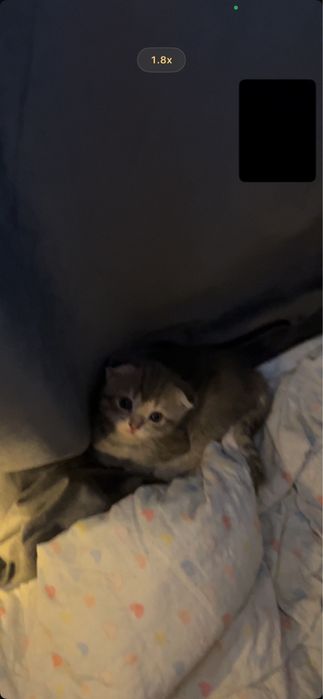 Продаются чистокровные котята шотландской вислоухой породы!