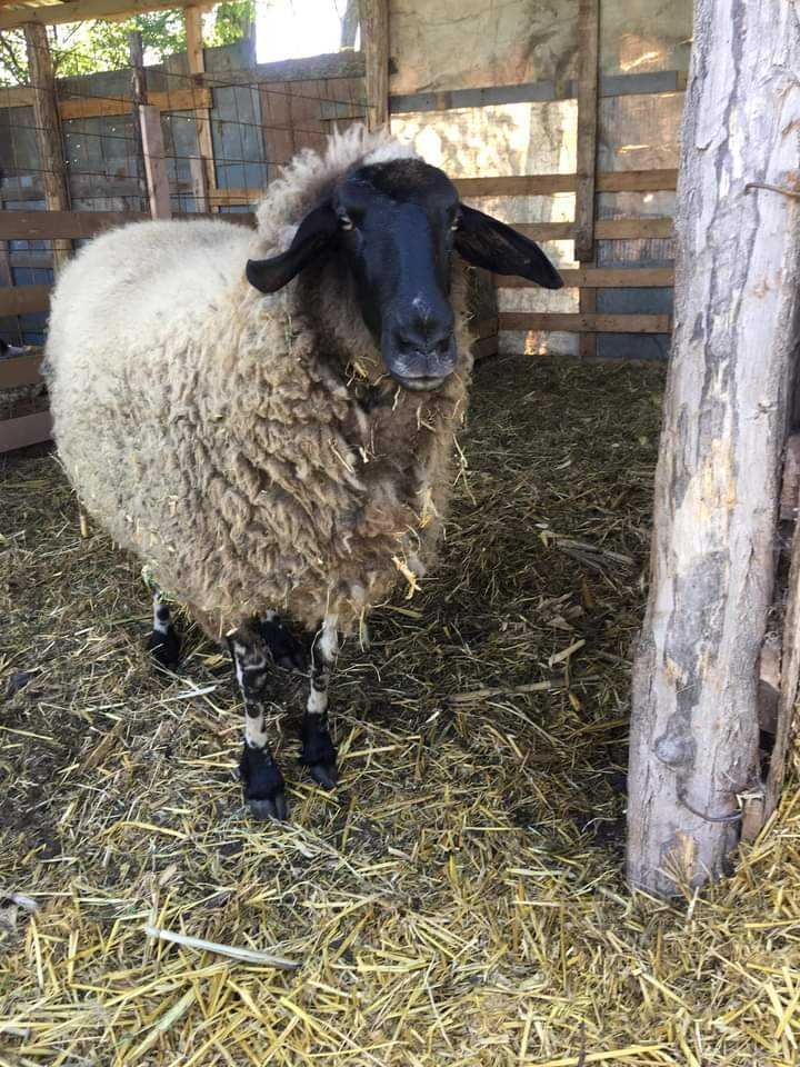 Vând oaie și un miel