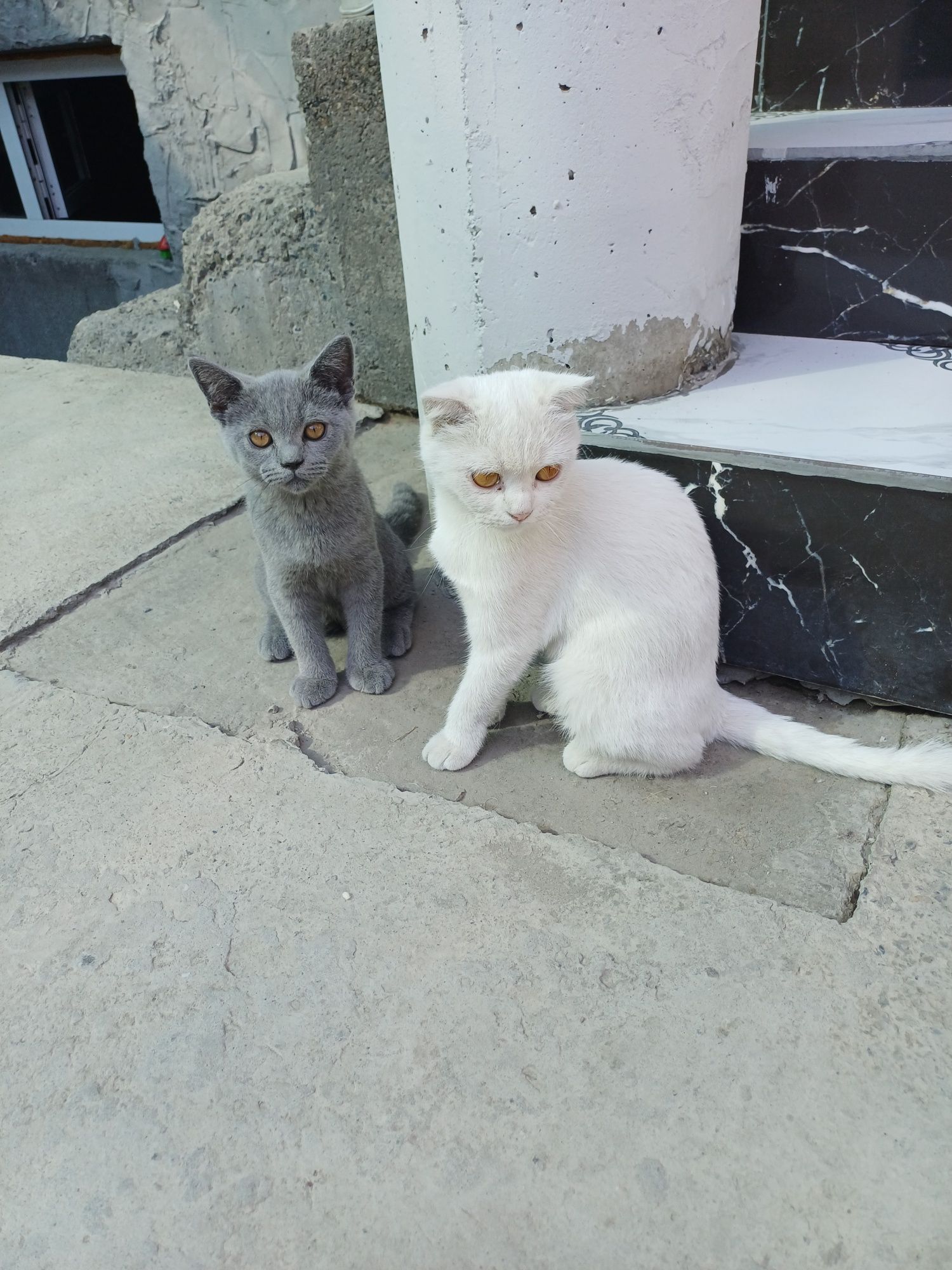 Срочно продам котят