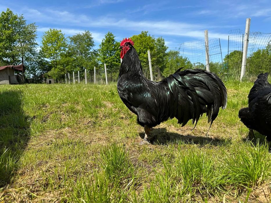 Australorp oua de incubat