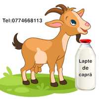 De vanzare lapte de capra