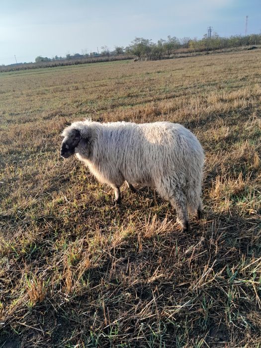 Vând un berbec de carne ,de 1 an bun de monta sau de tăiat