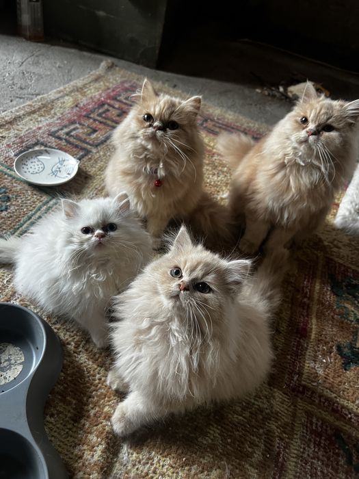 Puiuți de pisica persana de Himalaya