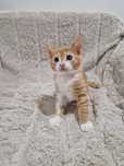 Dau spre adoptie 2 pisicute ambele fetite