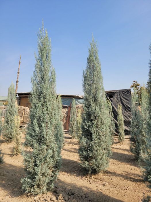 arizonski kiparis archa boyi 1.5 da 3.30 ga bor 50 $ dan boshlanadi