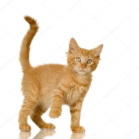 Рыжий котенок в добрые руки