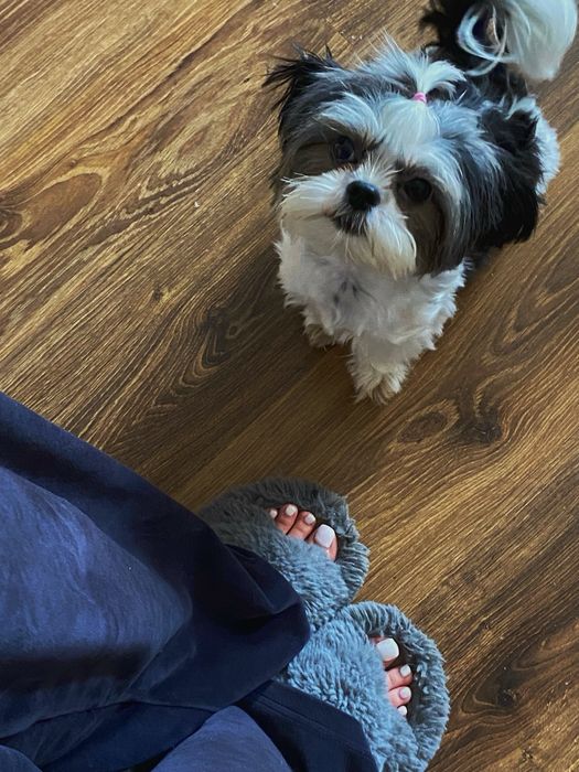 Продам собачку ши-тцу