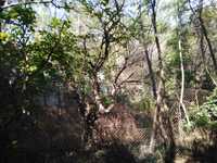 Почистване на парцели,дворове,косене на трева,рязане на дървета Варна