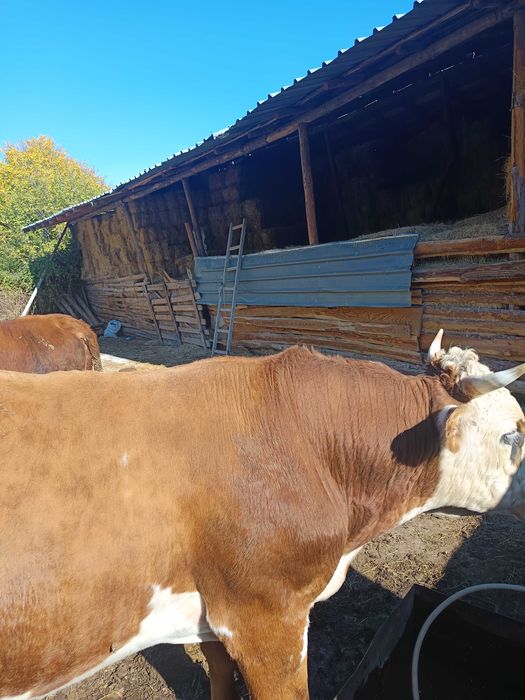 Продавам мъжки телета