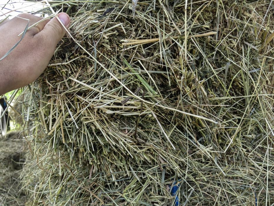 Baloți lucernă  producție 2025
