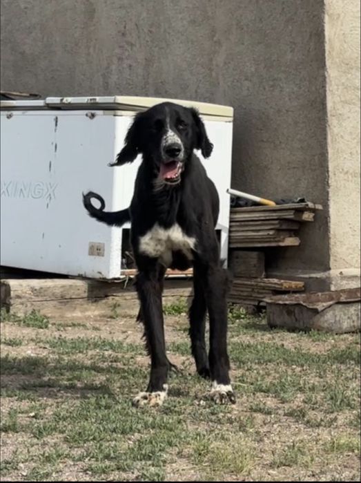 алпауыт тазы күшіктері