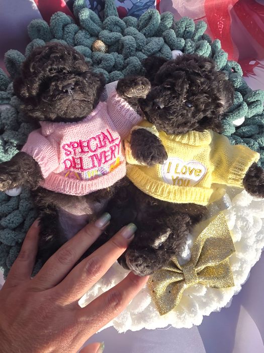 Пудел той сиви с документ за произход