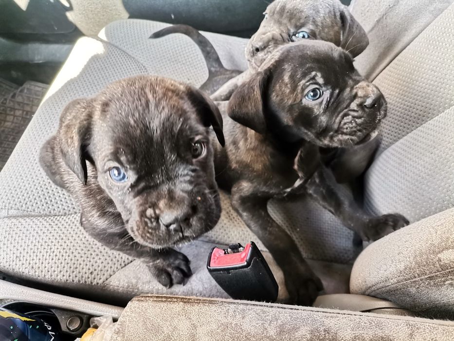 Сиви тигрови канекорсо кутрета