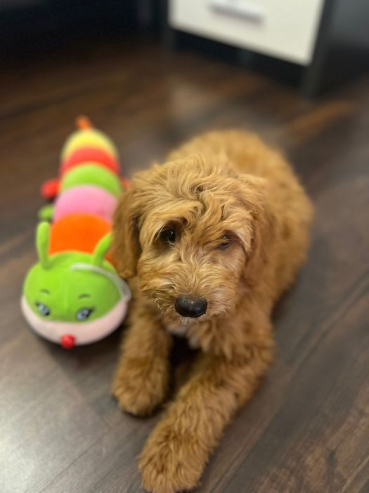 Goldendoodle baiat