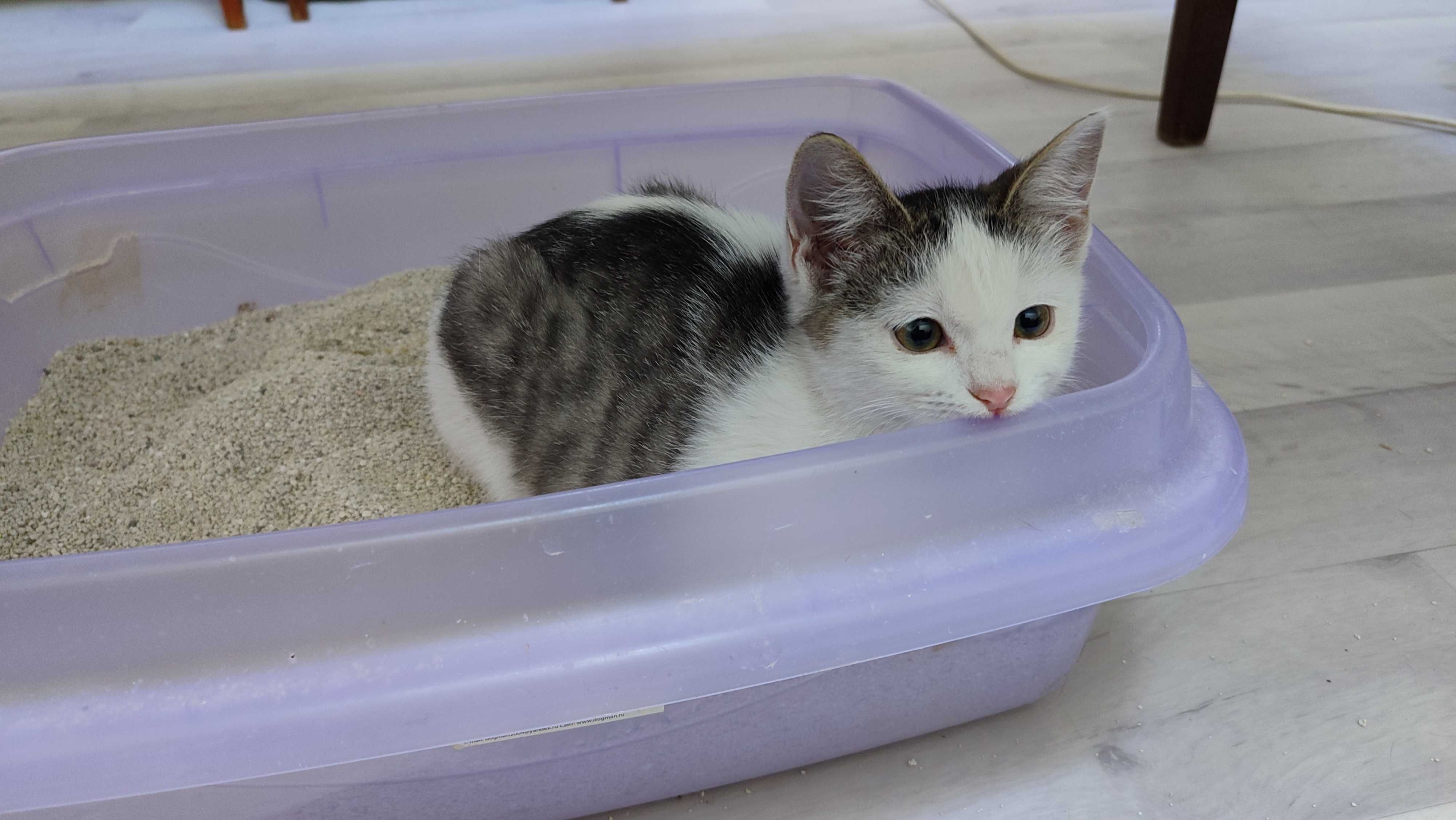 Котенок-талисман