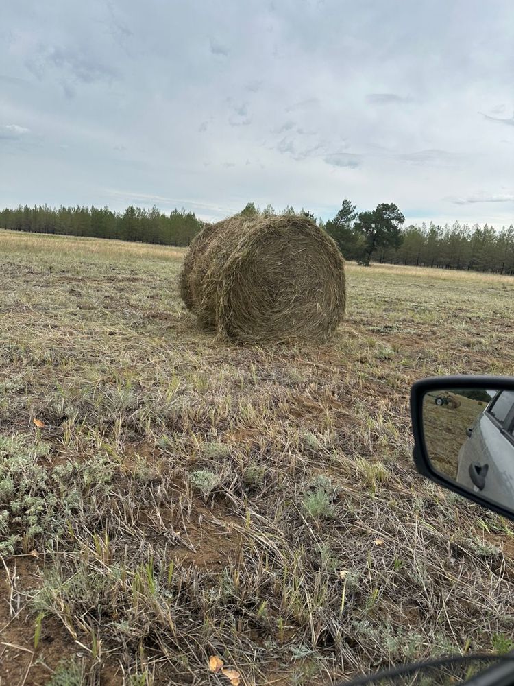 Продам сено в рулонах