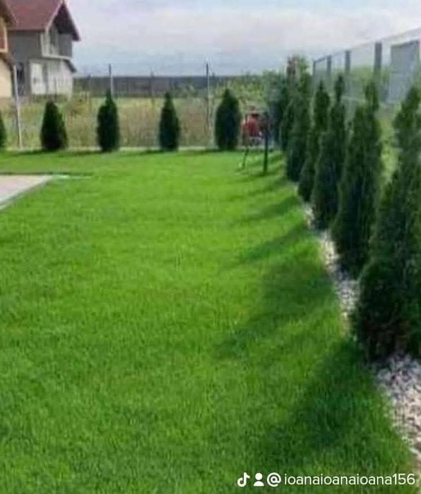 Vând plante ornamentale tuia smarand tuia Leylandii