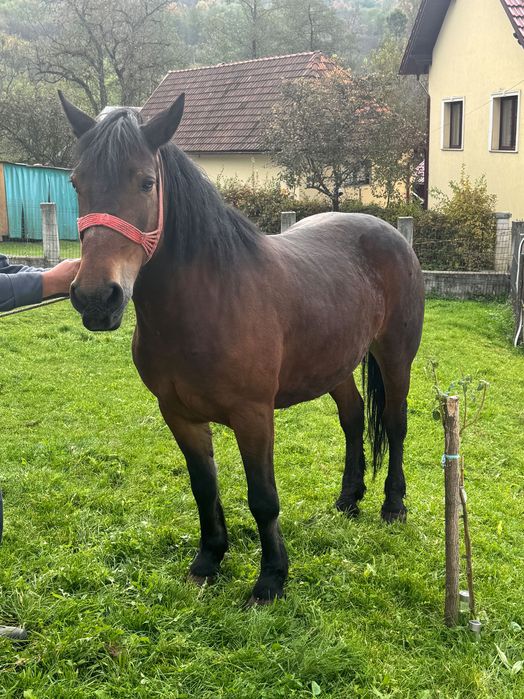 Iapă de vânzare de 11 ani. Preț 2 500€