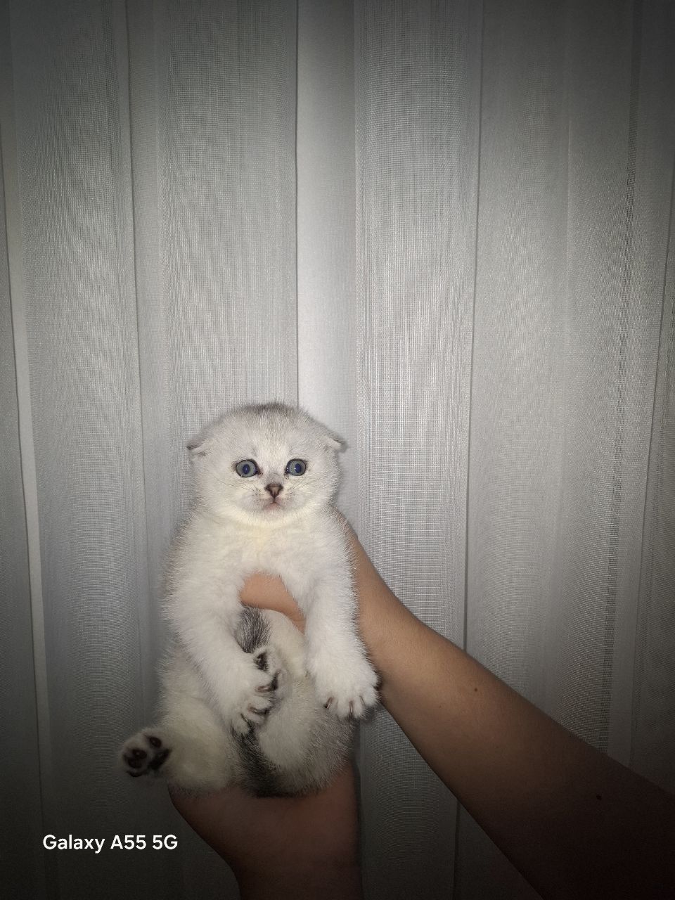 Продается котонек в хорошие руки
