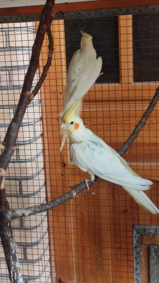 Limon Karella sotiladi
