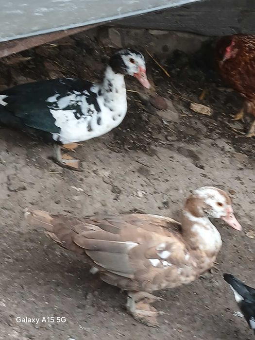 Rațe mute de anu acesta