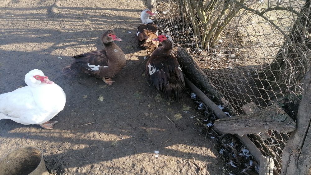 Rațe mute și mulard de vânzare