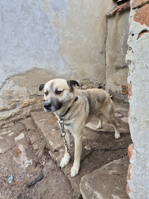 Голямо младо куче