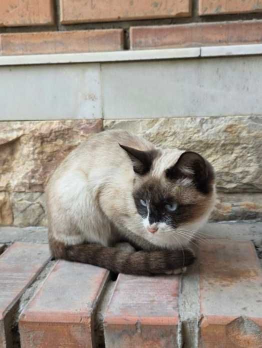 Продам сиамскую кошечку
