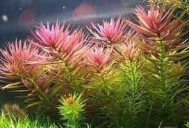 Растения для аквариумов