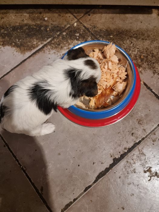 Супер мини бивер йоркширски териер