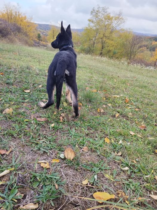 Cățelușă ciobănesc german