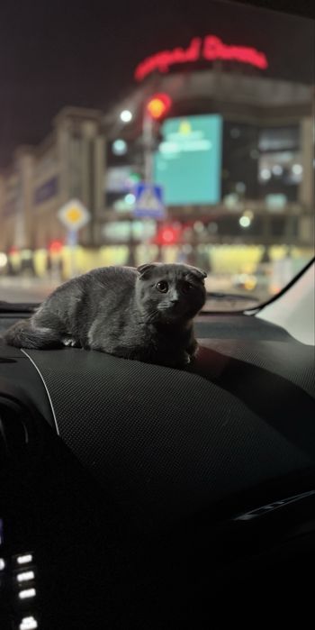 mushuni qchigi kelishtrp beraman