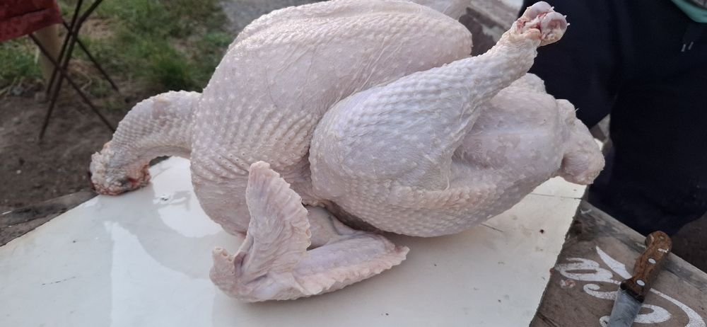 Продам индюков по 4000кг