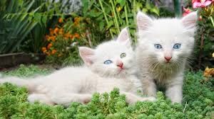 Котята от британца ищут дом