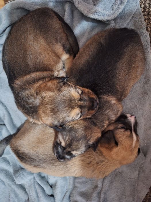 Подарявам Кученца