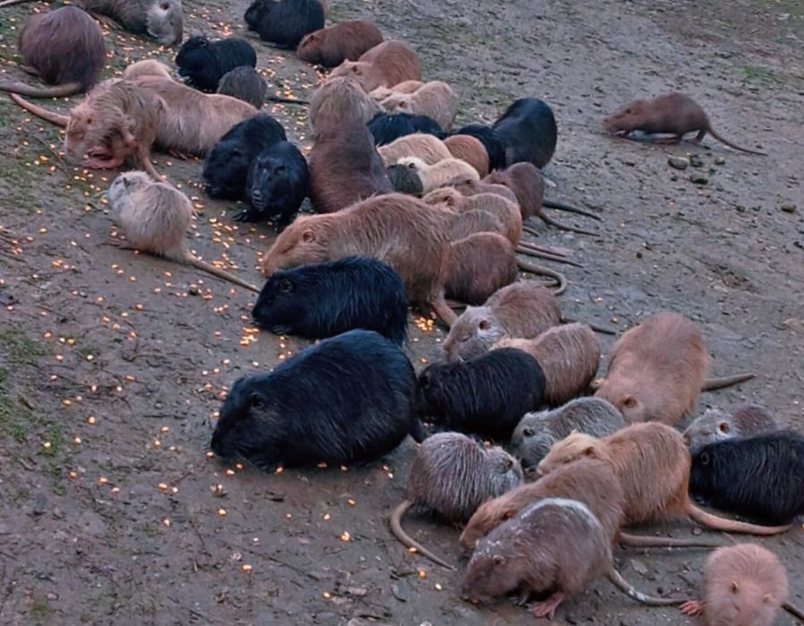 Vind nutrii adulte și pui!