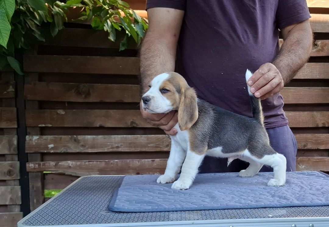 Pui Beagle tricolor din părinți cu pedigree