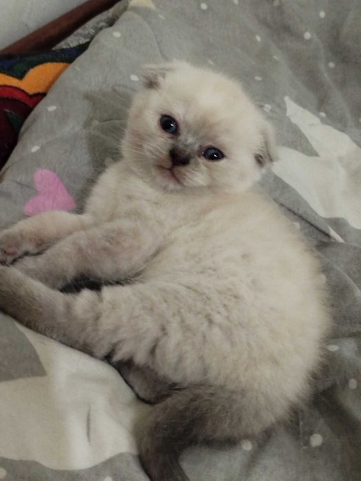 Котята породы скоттиш фолд